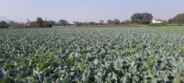 Cauliflower Field