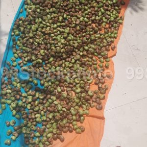 Raw Cashew being dried in Open