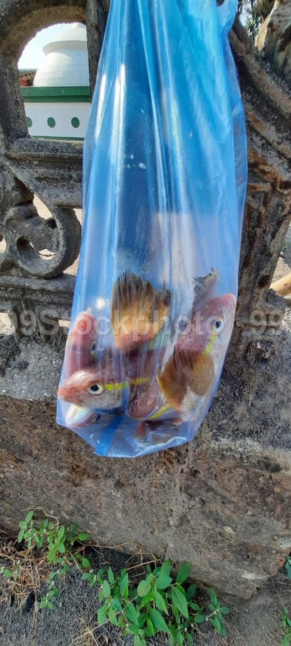 Stock Photo of Plastic Bag containing fresh fish catch