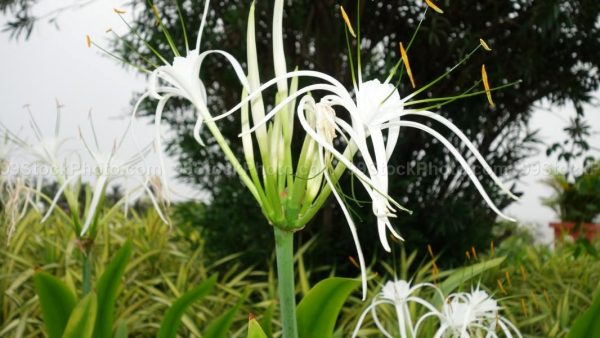 Stock Photo of Flower Photo in Monsoon