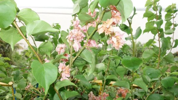 Stock Photo of Flower Tree