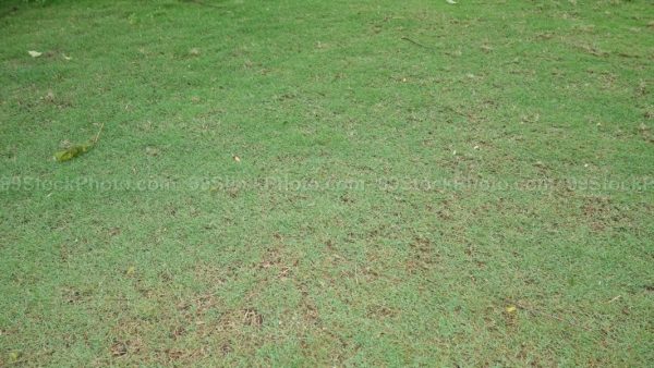 Stock Photo of Green Grass