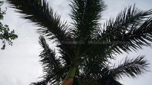 Stock Photo of Palm Tree in Monsoon Cloud