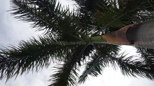 Stock Photo of Palm Tree View