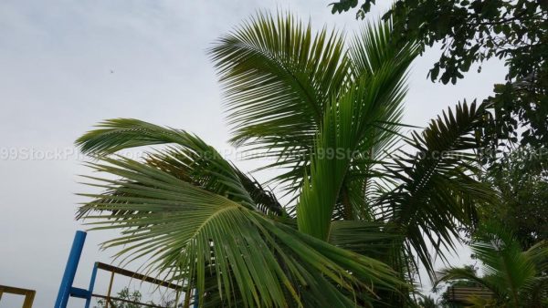 Stock Photo of Coconut Tree Leaf