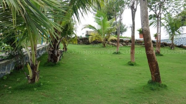 Stock Photo of Lush Green Garden and Trees