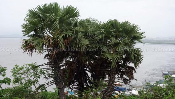 Stock Photo of Lush Tree with Sea