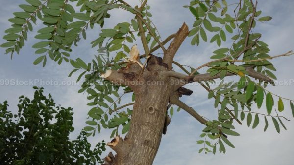 Stock Photo of Tree with Branches Cut