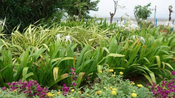 Stock Photo of Flowering Plants