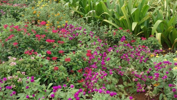 Stock Photo of Lush Green Flowering Plants