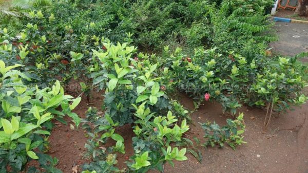 Stock Photo of Garden Plants