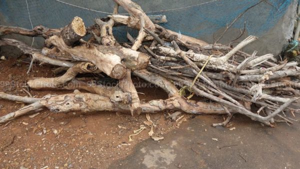 Stock Photo of Dried Wooden Logs