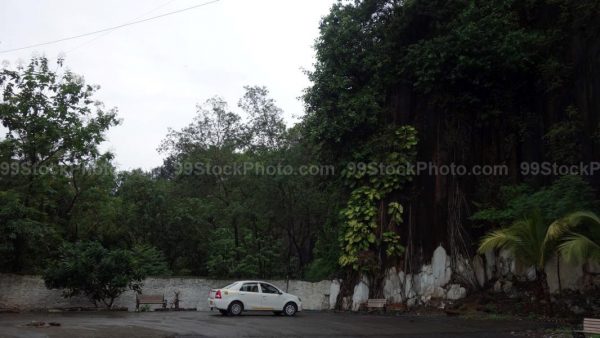 Stock Photo of Dense Forest with Toyota Etios parked