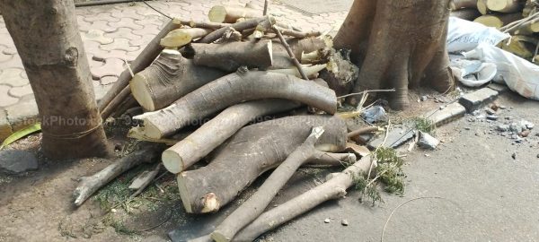 Stock Photo of Logs of Trees Cut kept near road side