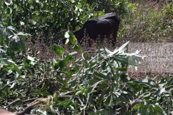 Stock Photo of Bull Cow in a Jungle