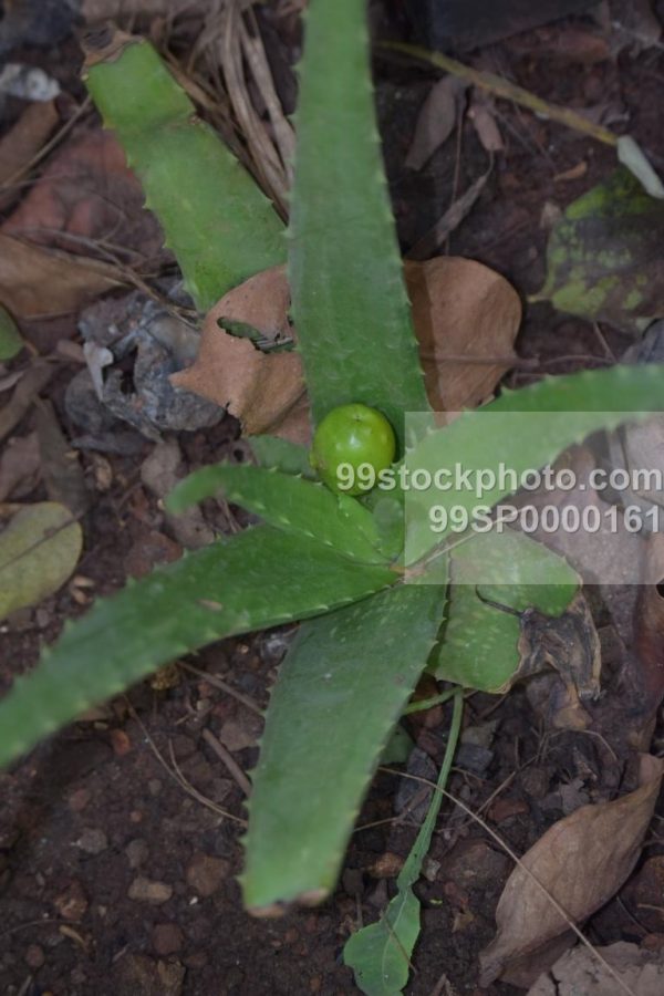 Stock Photo of Aloe Vera Small Plant