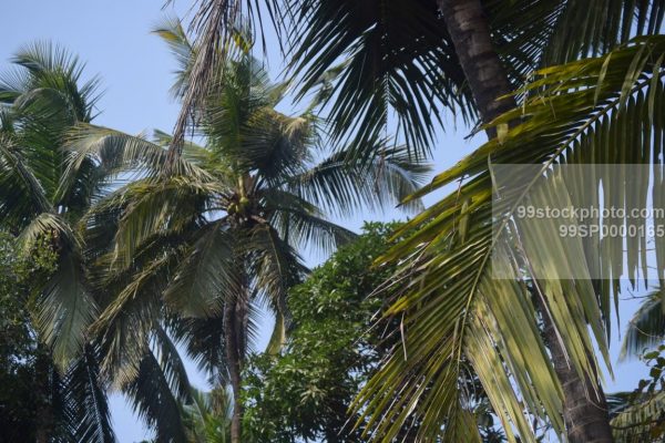 Stock Photo of Elevated Coconut Trees