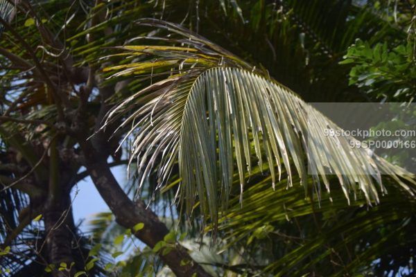 Stock Photo of Coconut Trees Leaf