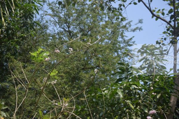 Stock Photo of Flowering Plant with Trees in Background