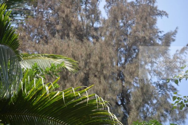 Stock Photo of Coconut Trees Leaf Type 1