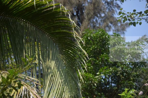 Stock Photo of Coconut Trees Leaf Type 2