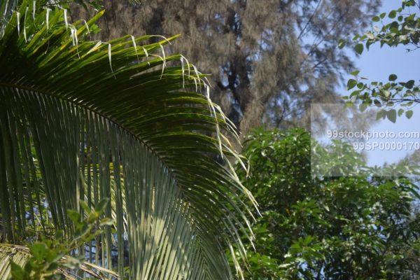 Stock Photo of Coconut Trees Leaf Type 3