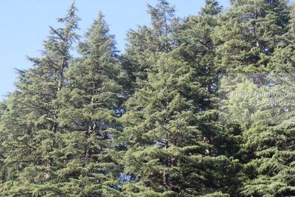 Stock Photo of Pine Trees in Hilly Manali Area