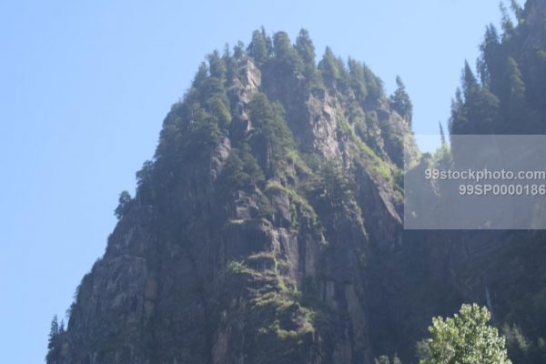 Stock Photo of Pine Trees on a Mountain at elevation