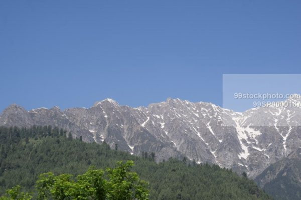 Stock Photo of Green Trees with Snowy Mountain