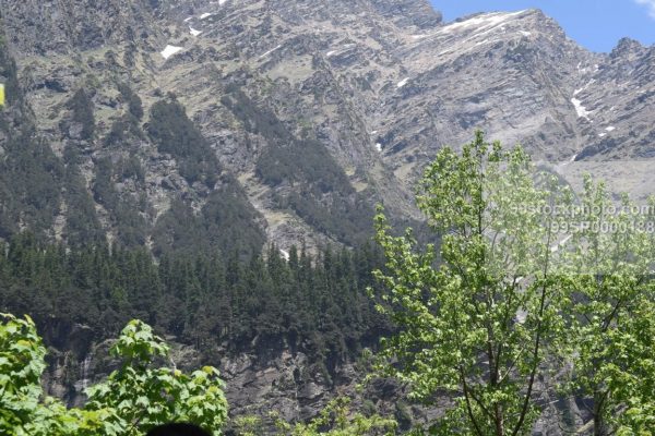 Stock Photo of Trees Snow and Mountain Manali