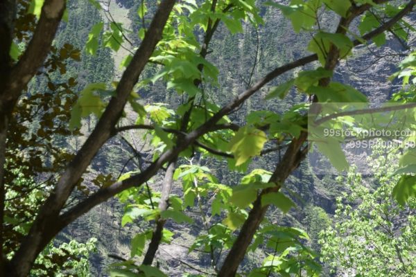 Stock Photo of View of Pine through Trees