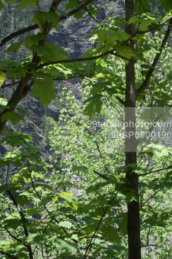 Stock Photo of Trees and Mountain