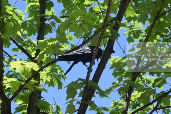 Stock Photo of Raven Crow on a Maple Tree  with Blue Sky