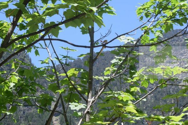 Stock Photo of Maple Tree with Mountain in Background