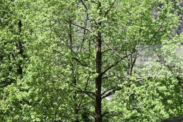 Stock Photo of Tree on Hilly Area Region of Manali