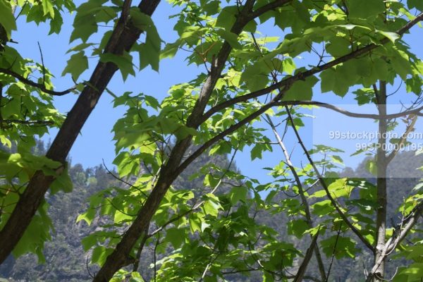 Stock Photo of Maple Tree in Hilly Area