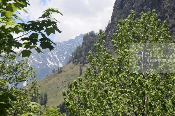 Stock Photo of Tree Cliff Distant Mountain View