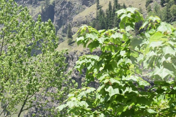 Stock Photo of Maple Tree Mountain and Mountain in Hilly Area