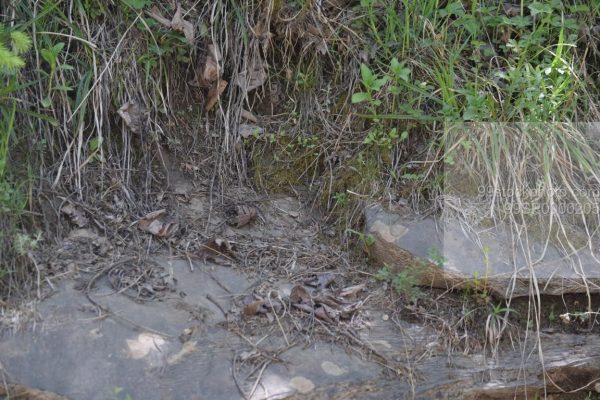 Stock Photo of Stone and Leaf in Hilly Area