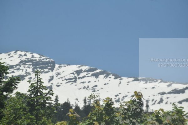 Stock Photo of Pine Tree and Snow Mountains