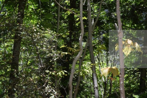 Stock Photo of Dense Trees in a Hilly Forest