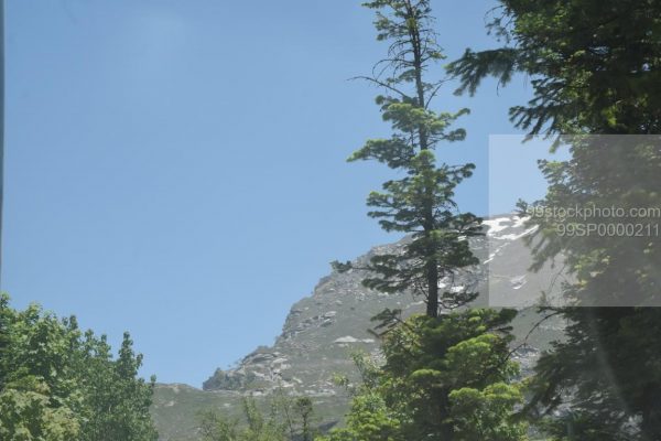 Stock Photo of Pine tree snow hilly mountains