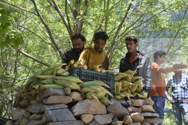 Stock Photo of Bunch of People Selling Corn