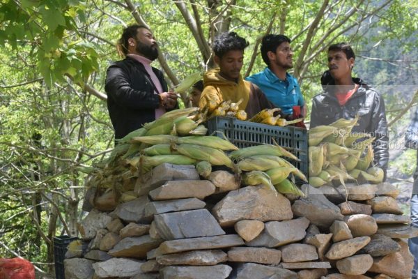 Stock Photo of Bunch of People Eating Corn