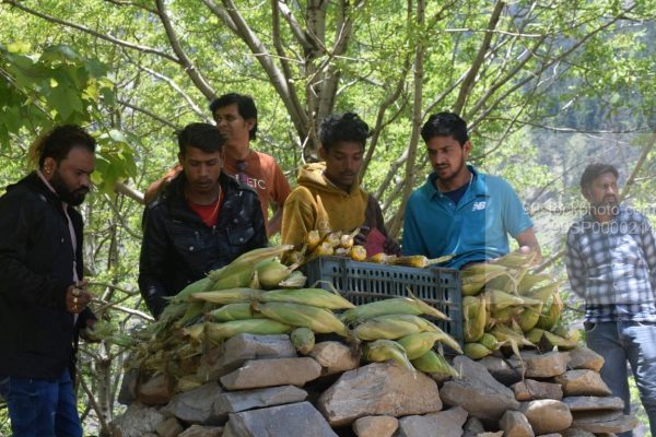 Stock Photo of Bunch of People Selling and Eating Corn