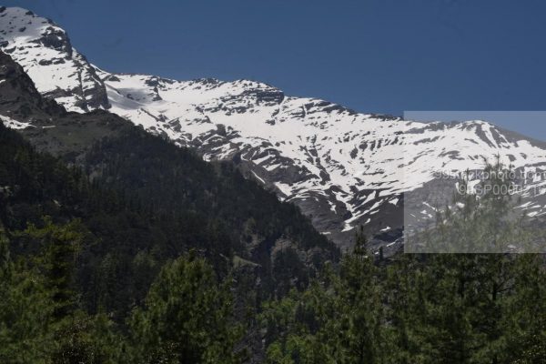 Stock Photo of Pine Strees Snow Hilly Mountains