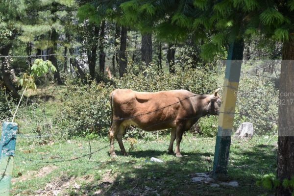 Stock Photo of Cow Fencing in a Hilly Area