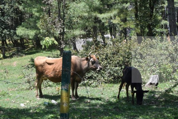 Stock Photo of Two Cow in a Hilly Area with Fencing