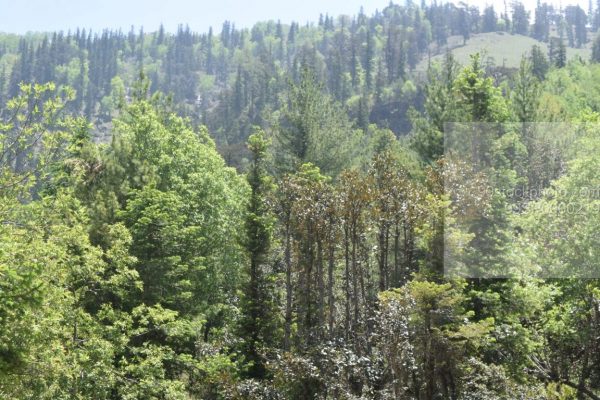 Stock Photo of View of Mountain and Trees