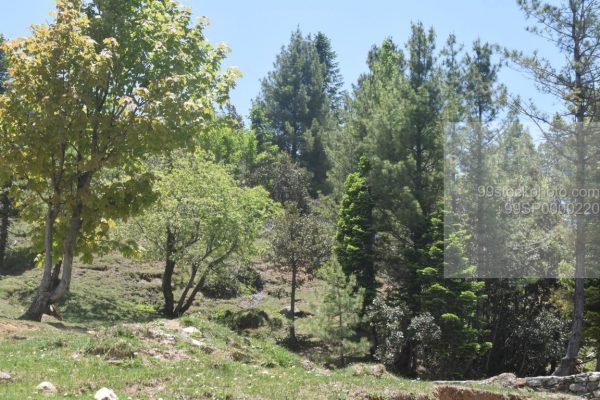 Stock Photo of Maple Trees and Pine Tree